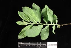 Salix cinerea. Branchlet with proximal and distal leaves
 Image: D. Glenny © Landcare Research 2020 CC BY 4.0
